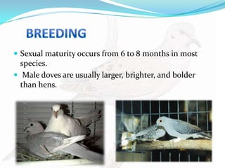 Birds Maturing Doves (game bird) | PPTX