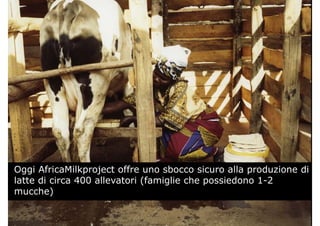 Oggi AfricaMilkproject offre uno sbocco sicuro alla produzione di
latte di circa 400 allevatori (famiglie che possiedono 1-2
mucche)
 