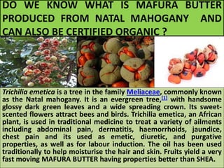 DO WE KNOW WHAT IS MAFURA BUTTER
PRODUCED FROM NATAL MAHOGANY AND
CAN ALSO BE CERTIFIED ORGANIC ?
Trichilia emetica is a tree in the family Meliaceae, commonly known
as the Natal mahogany. It is an evergreen tree,[1] with handsome
glossy dark green leaves and a wide spreading crown. Its sweet-
scented flowers attract bees and birds. Trichilia emetica, an African
plant, is used in traditional medicine to treat a variety of ailments
including abdominal pain, dermatitis, haemorrhoids, jaundice,
chest pain and its used as emetic, diuretic, and purgative
properties, as well as for labour induction. The oil has been used
traditionally to help moisturise the hair and skin. Fruits yield a very
fast moving MAFURA BUTTER having properties better than SHEA.
 