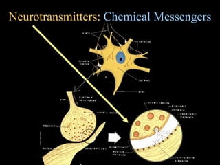 Neurotransmitters: Chemical Messengers
 