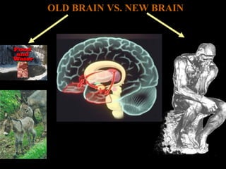 OLD BRAIN VS. NEW BRAIN
 