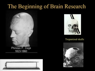 The Beginning of Brain Research




                      Trepanized skulls




   1848
 