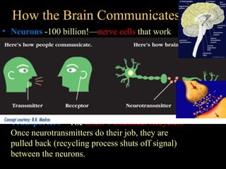 How the Brain Communicates
• Neurons -100 billion!—nerve cells that work
  nonstop to send and receive messages.
• Neurotransmitters—The Brain's Chemical
  Messengers that travel across the space (called the
  synapse) binds to receptors on the nearby neuron.
• Receptors—The Brain's Chemical Receivers
  A neurotransmitter and its receptor operate
  like a key and lock.
• Transporters—The Brain’s Chemical Recyclers
  Once neurotransmitters do their job, they are
  pulled back (recycling process shuts off signal)
  between the neurons.
 