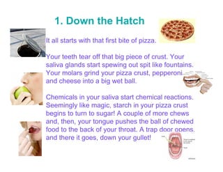 1. Down the Hatch
It all starts with that first bite of pizza.

Your teeth tear off that big piece of crust. Your
saliva glands start spewing out spit like fountains.
Your molars grind your pizza crust, pepperoni,
and cheese into a big wet ball.

Chemicals in your saliva start chemical reactions.
Seemingly like magic, starch in your pizza crust
begins to turn to sugar! A couple of more chews
and, then, your tongue pushes the ball of chewed
food to the back of your throat. A trap door opens,
and there it goes, down your gullet!