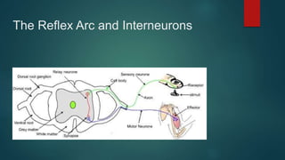 The Reflex Arc and Interneurons
 