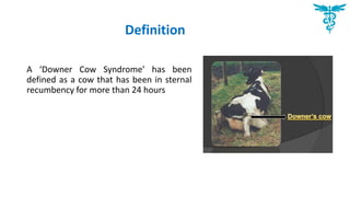 Definition
A ‘Downer Cow Syndrome’ has been
defined as a cow that has been in sternal
recumbency for more than 24 hours
 