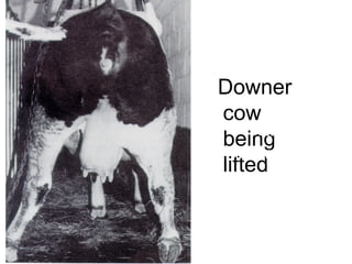downer cows syndrome in large and small ruminants | PPTX