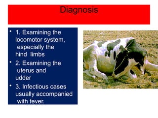 downer cows syndrome in large and small ruminants | PPTX