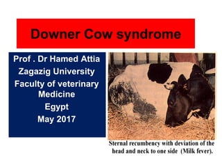 Downer Cow syndrome
Prof . Dr Hamed Attia
Zagazig University
Faculty of veterinary
Medicine
Egypt
May 2017
 