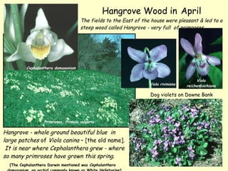 The fields to the East of the house were pleasant & led to a steep wood called Hangrove - very full  of primroses. Hangrov...