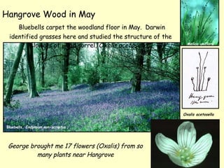 George brought me 17 flowers (Oxalis) from so many plants near Hangrove Hangrove Wood   in May   Bluebells carpet the wood...