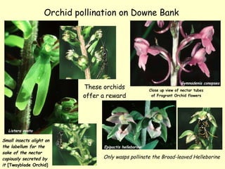 Orchid pollination on Downe Bank .   Only wasps pollinate the Broad-leaved Helleborine Small insects alight on the labellu...