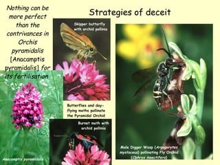 Strategies of deceit Male Digger Wasp ( Argogorytes mystaceus ) pollinating Fly Orchid ( Ophrys insectifera ) Anacamptis p...