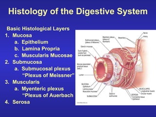 Histology of the Digestive System
Basic Histological Layers
1. Mucosa
a. Epithelium
b. Lamina Propria
c. Muscularis Mucosae
2. Submucosa
a. Submucosal plexus
“Plexus of Meissner”
3. Muscularis
a. Myenteric plexus
“Plexus of Auerbach
4. Serosa
 