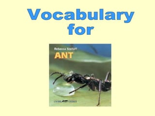 Vocabulary  for 