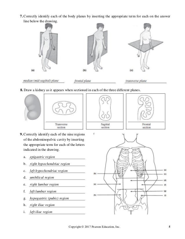 Download Solution Manual for Human Anatomy Laboratory Manual With Cat…