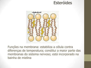 Funções na membrana: estabiliza a célula contra
diferenças de temperatura; constitui a maior parte das
membranas do sistema nervoso; está incorporado na
bainha de mielina
Esteróides
 