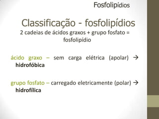 Classificação - fosfolipídios
2 cadeias de ácidos graxos + grupo fosfato =
fosfolipídio
ácido graxo – sem carga elétrica (apolar) 
hidrofóbica
grupo fosfato – carregado eletricamente (polar) 
hidrofílica
Fosfolipídios
 