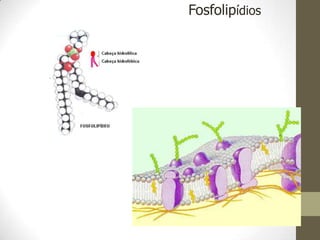 Fosfolipídios
 