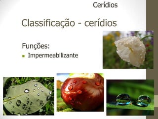 Classificação - cerídios
Funções:
 Impermeabilizante
Cerídios
 