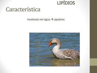 Característica
Insolúveis em água  apolares
LIPÍDIOS
 