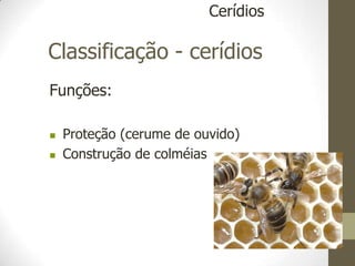 Classificação - cerídios
Funções:
 Proteção (cerume de ouvido)
 Construção de colméias
Cerídios
 