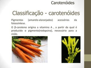 Classificação - carotenóides
Pigmentos (amarelo-alaranjados) acessórios da
fotossíntese.
O β-caroteno origina a vitamina A , a partir da qual é
produzido o pigmento(rodopsina), necessário para a
visão.
Carotenóides
 