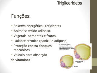 Funções:
• Reserva energética (+eficiente)
• Animais: tecido adiposo.
• Vegetais: sementes e frutos.
• Isolante térmico (panículo adiposo)
• Proteção contra choques
mecânicos
• Veículo para absorção
de vitaminas
Triglicerídeos
 