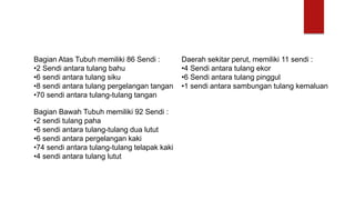 Bagian Atas Tubuh memiliki 86 Sendi :
•2 Sendi antara tulang bahu
•6 sendi antara tulang siku
•8 sendi antara tulang pergelangan tangan
•70 sendi antara tulang-tulang tangan
Bagian Bawah Tubuh memiliki 92 Sendi :
•2 sendi tulang paha
•6 sendi antara tulang-tulang dua lutut
•6 sendi antara pergelangan kaki
•74 sendi antara tulang-tulang telapak kaki
•4 sendi antara tulang lutut
Daerah sekitar perut, memiliki 11 sendi :
•4 Sendi antara tulang ekor
•6 Sendi antara tulang pinggul
•1 sendi antara sambungan tulang kemaluan
 