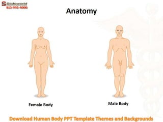 Download Human Body PPT Template Themes and Backgrounds