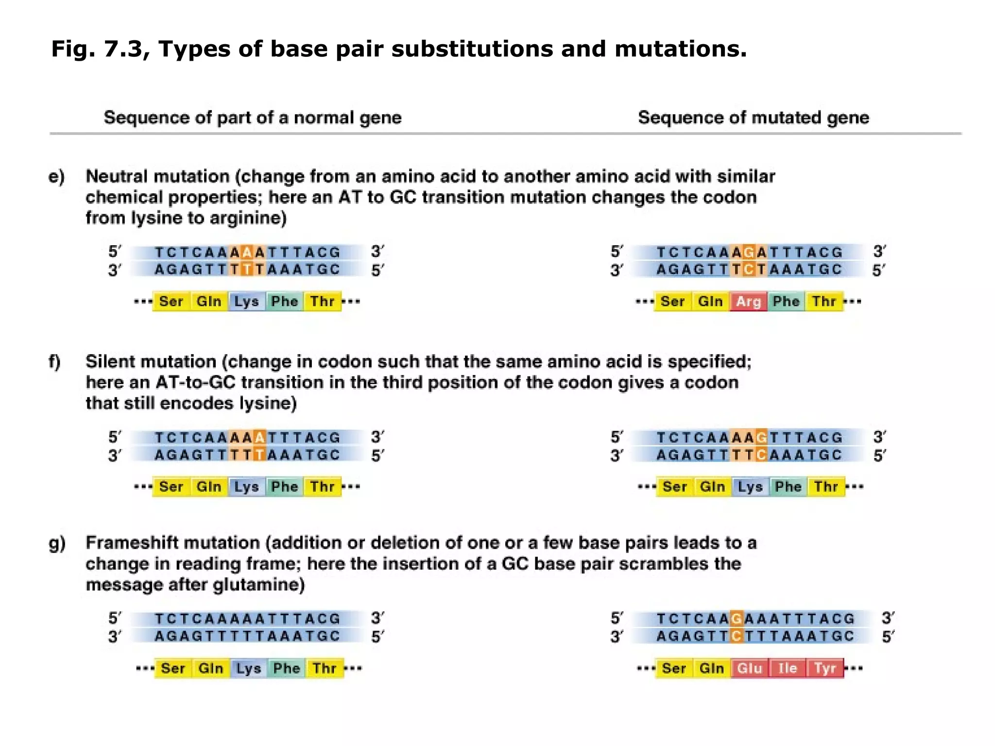 Fig. 7.3, Types of base pair substitutions and mutations.
 