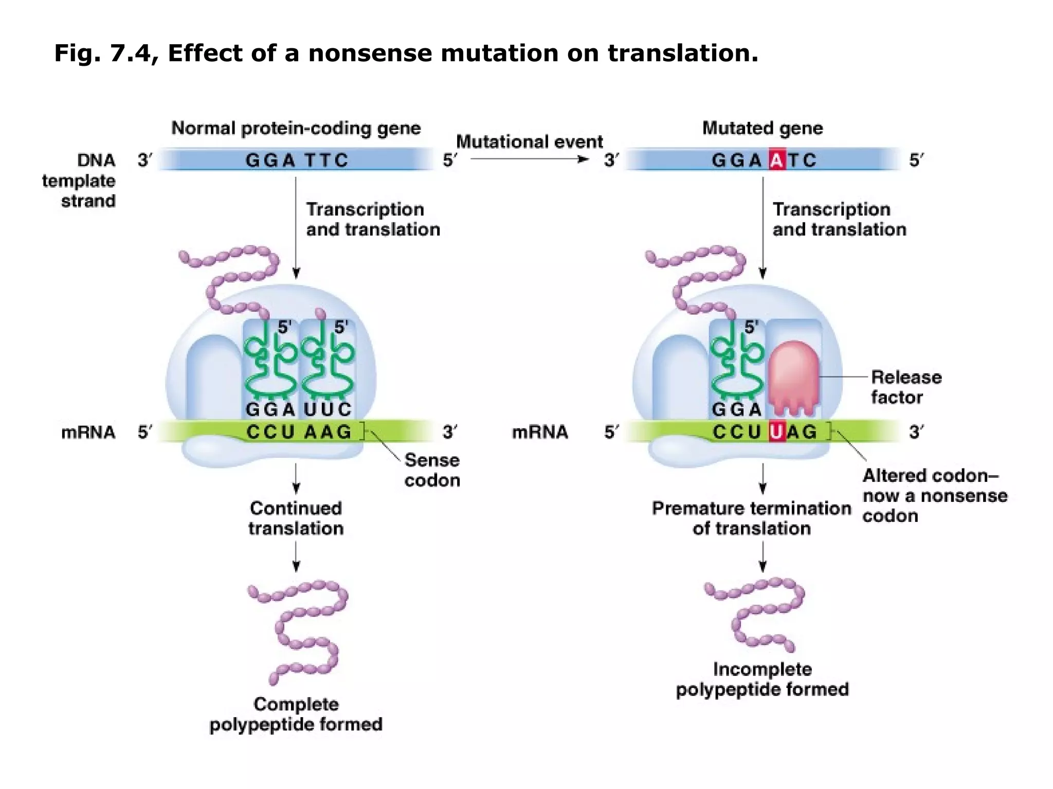 Fig. 7.4, Effect of a nonsense mutation on translation.
 