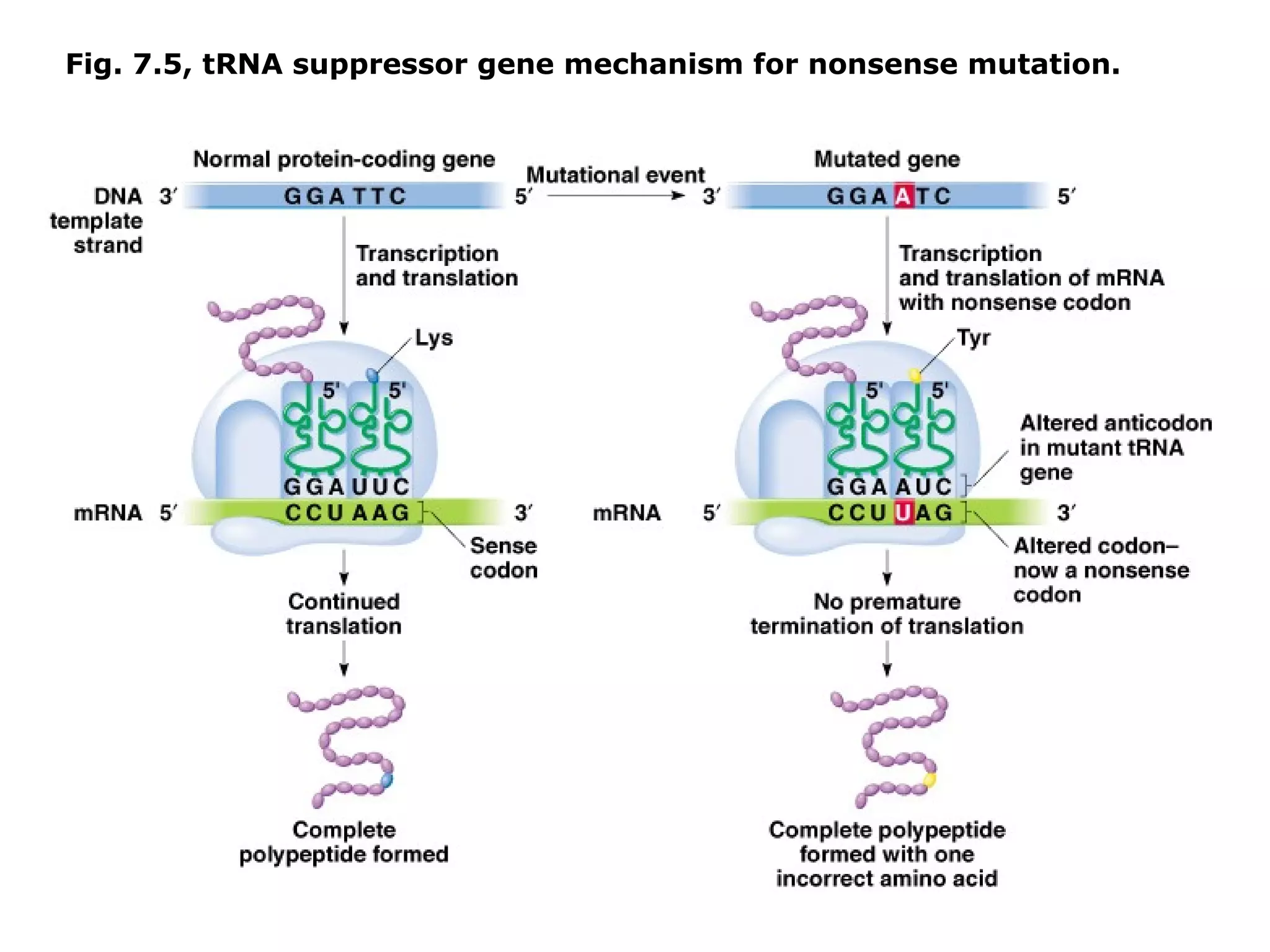 Fig. 7.5, tRNA suppressor gene mechanism for nonsense mutation.
 