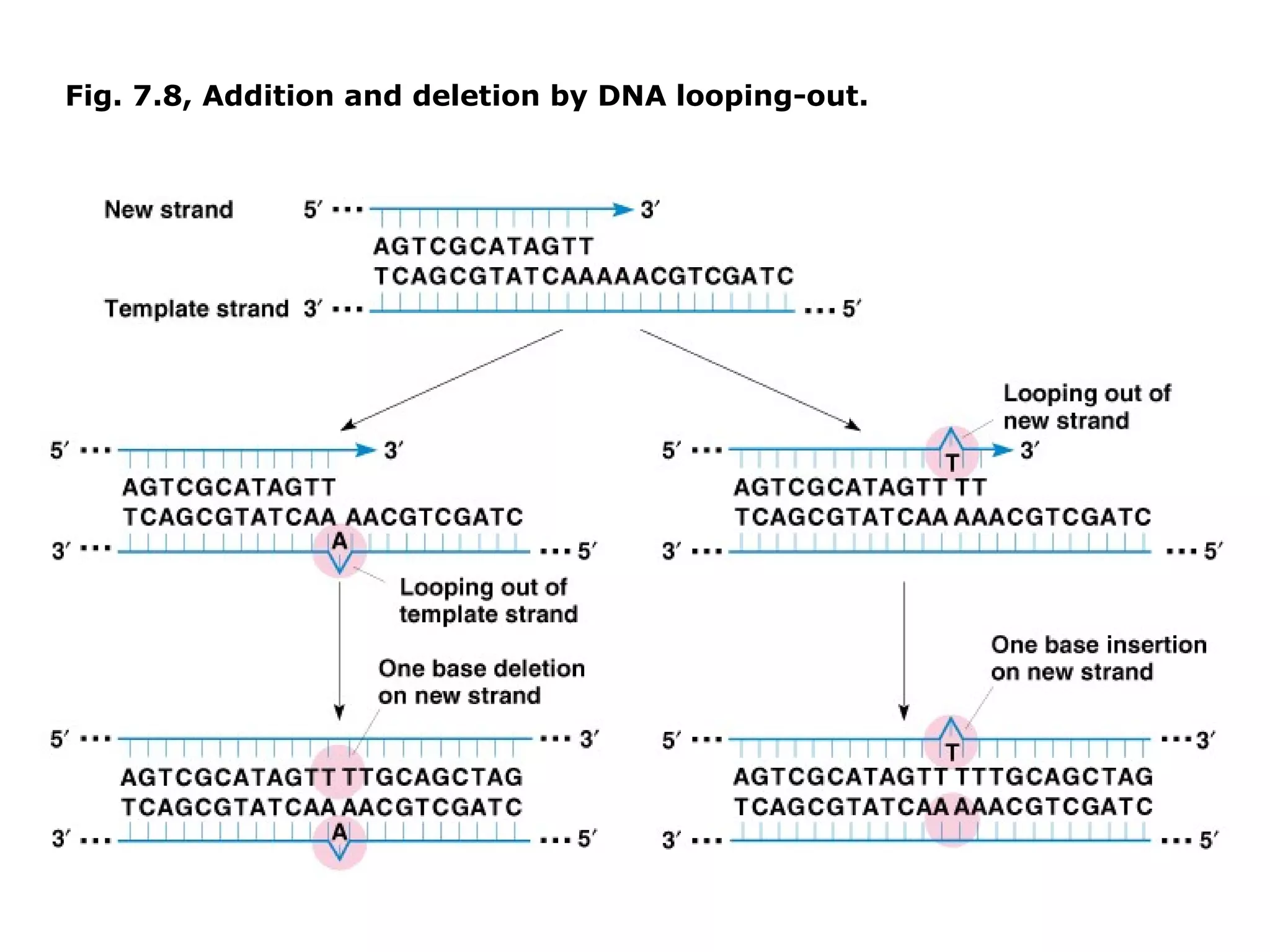 Fig. 7.8, Addition and deletion by DNA looping-out.
 