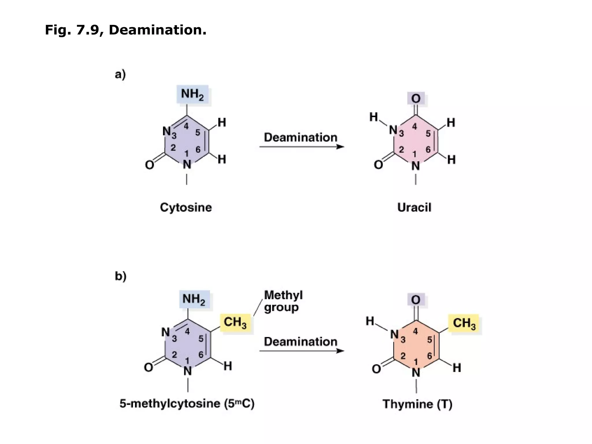 Fig. 7.9, Deamination.
 