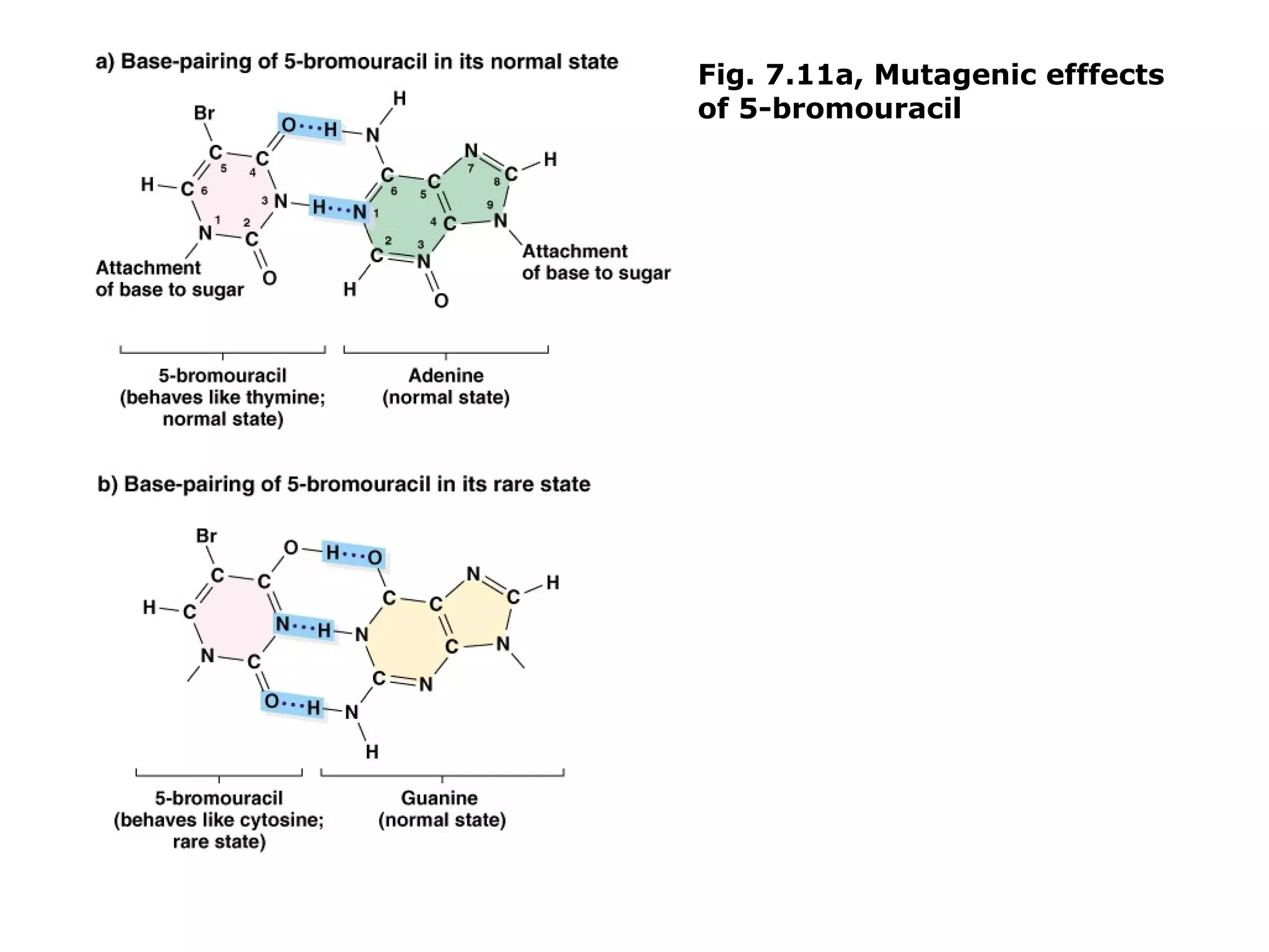 Fig. 7.11a, Mutagenic efffects
of 5-bromouracil
 