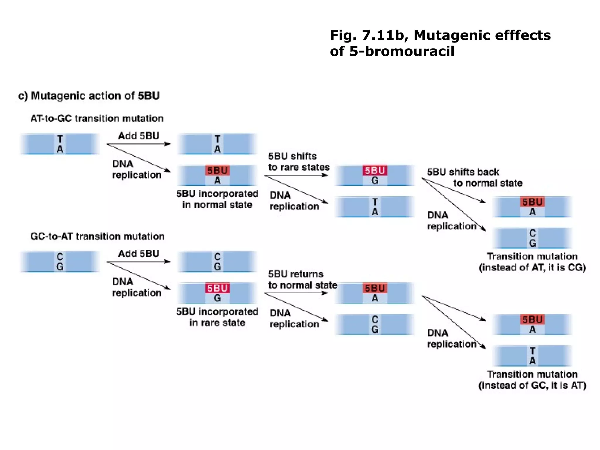 Fig. 7.11b, Mutagenic efffects
of 5-bromouracil
 