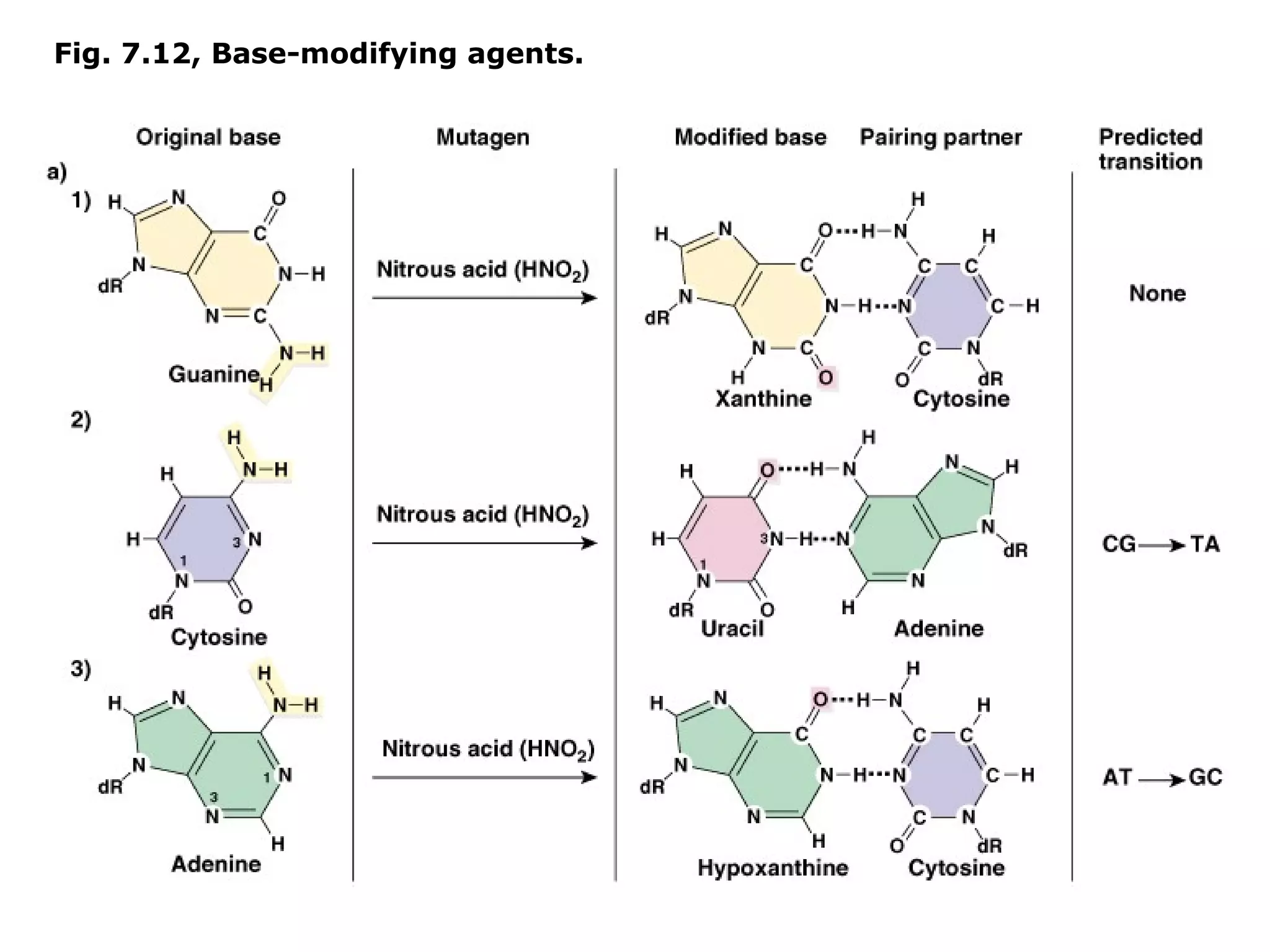 Fig. 7.12, Base-modifying agents.
 