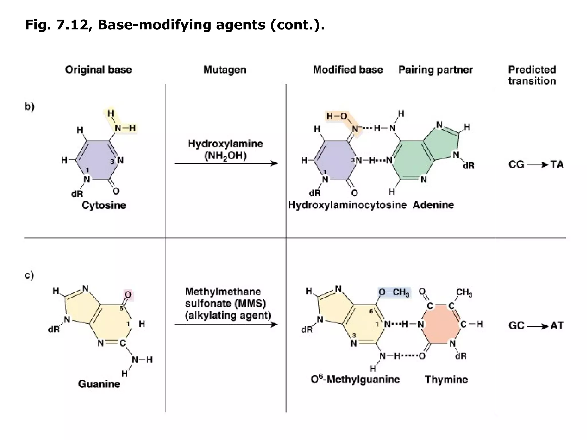 Fig. 7.12, Base-modifying agents (cont.).
 