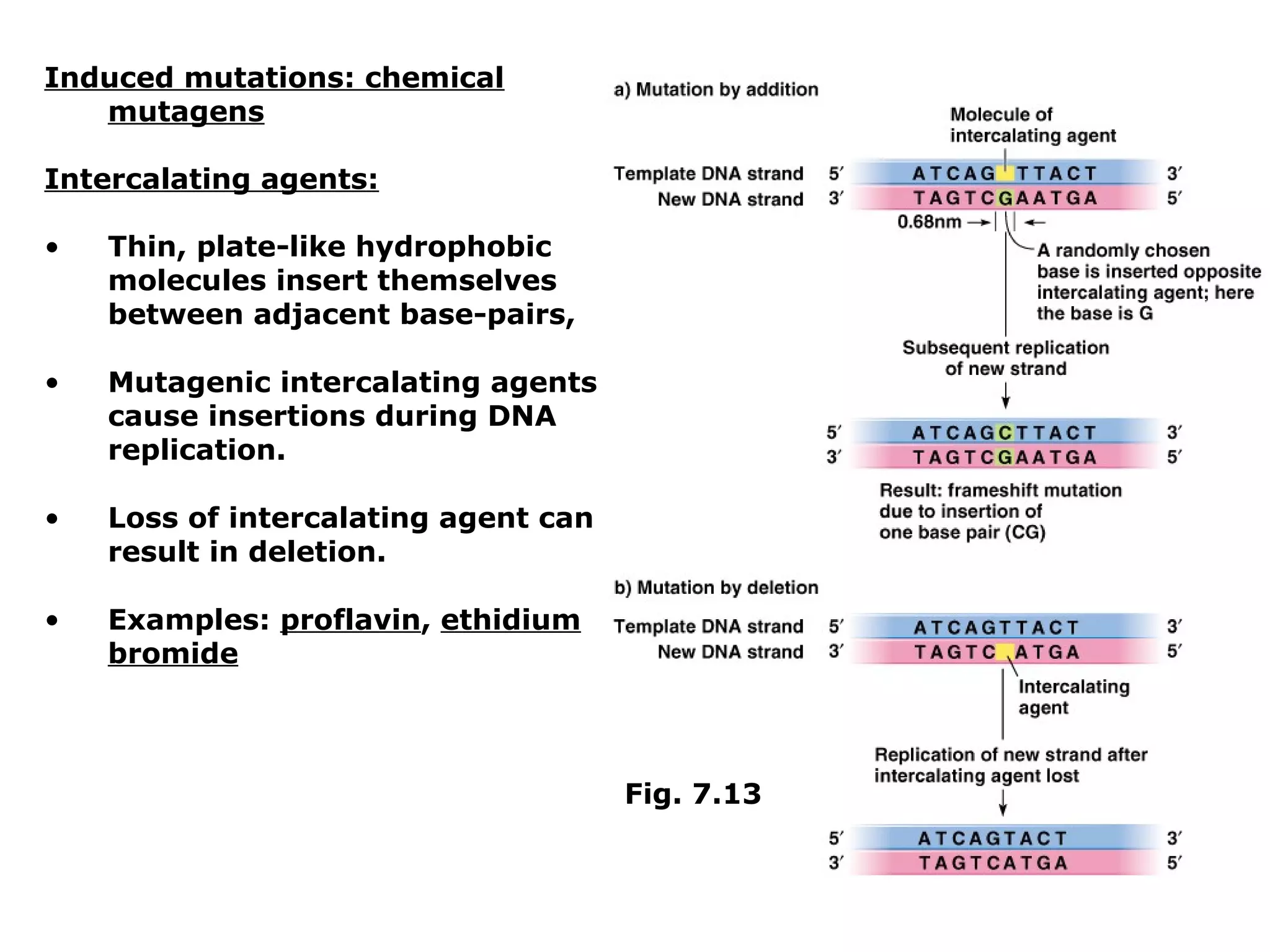 Induced mutations: chemical
   mutagens

Intercalating agents:

•   Thin, plate-like hydrophobic
    molecules insert themselves
    between adjacent base-pairs,

•   Mutagenic intercalating agents
    cause insertions during DNA
    replication.

•   Loss of intercalating agent can
    result in deletion.

•   Examples: proflavin, ethidium
    bromide



                                      Fig. 7.13
 