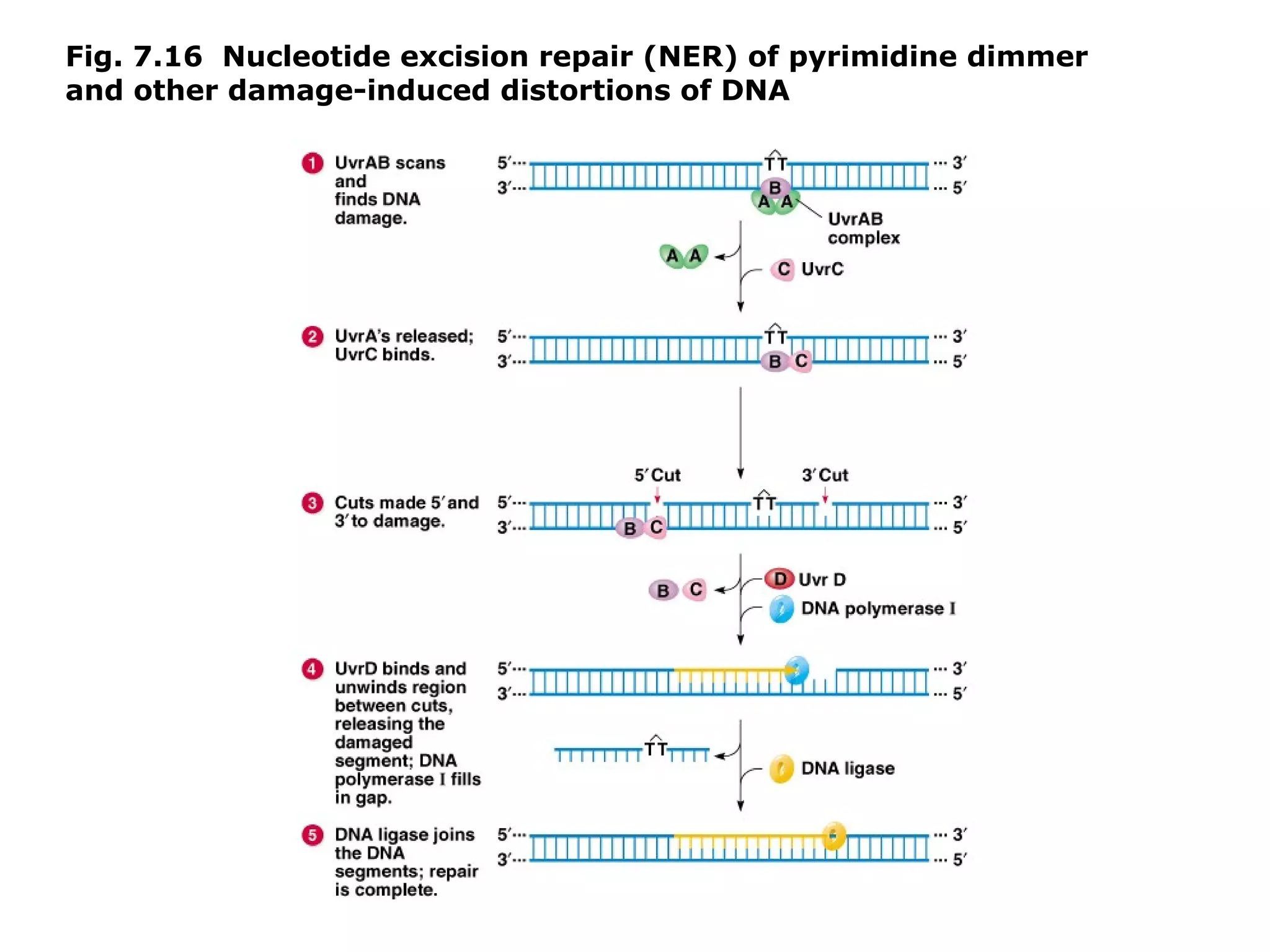 Fig. 7.16 Nucleotide excision repair (NER) of pyrimidine dimmer
and other damage-induced distortions of DNA
 