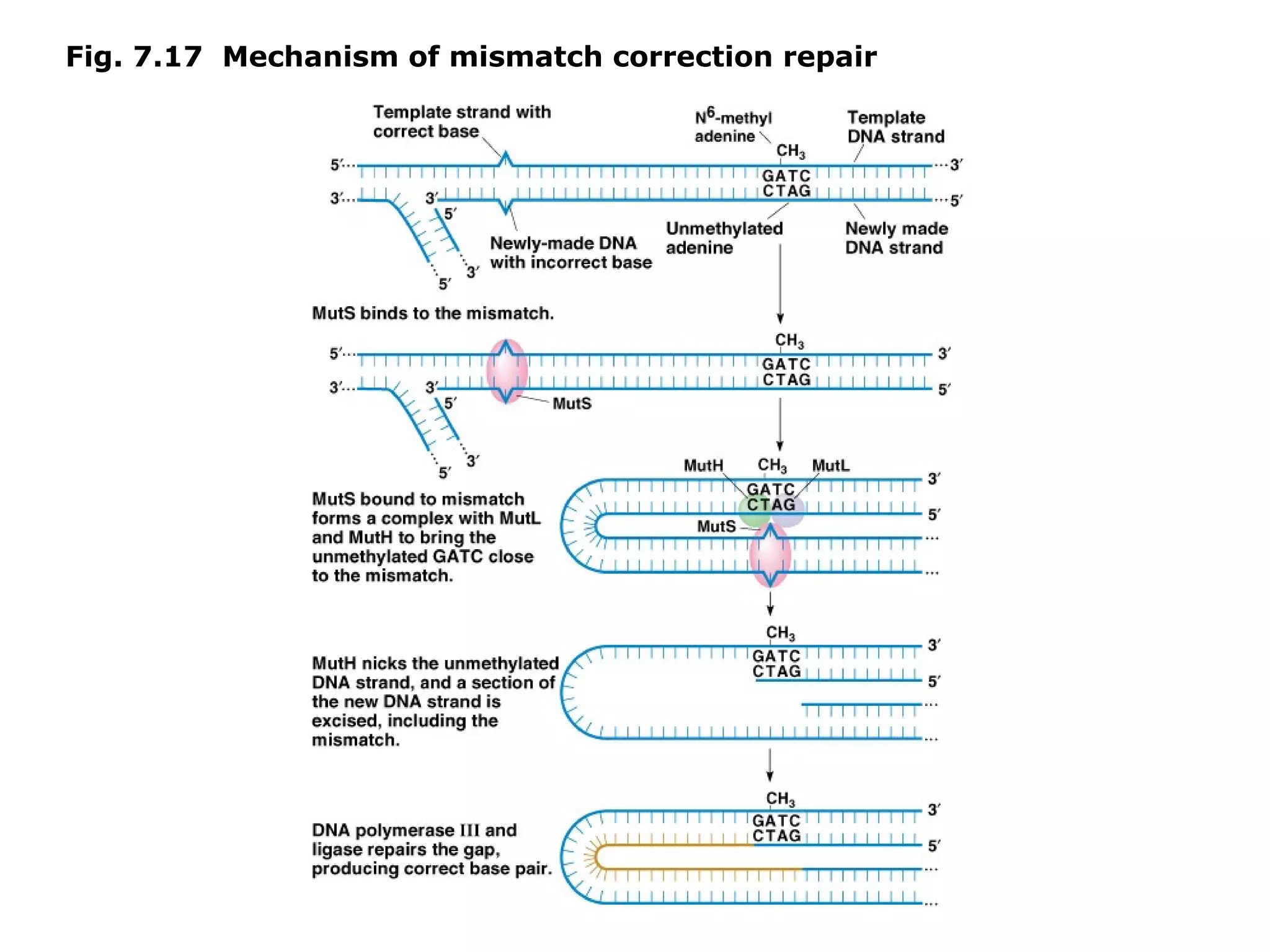 Fig. 7.17 Mechanism of mismatch correction repair
 
