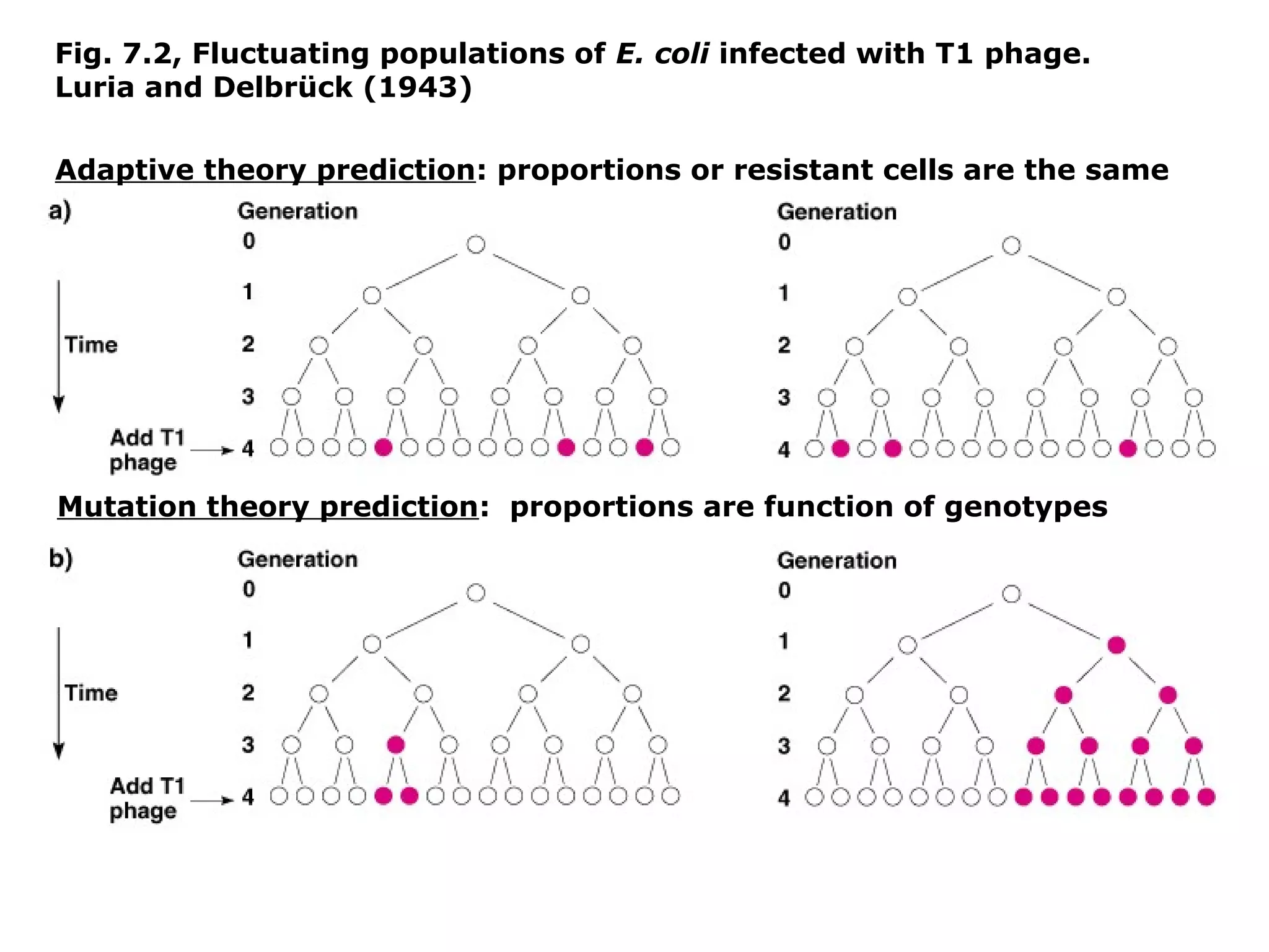 Fig. 7.2, Fluctuating populations of E. coli infected with T1 phage.
Luria and Delbrück (1943)

Adaptive theory prediction: proportions or resistant cells are the same




Mutation theory prediction: proportions are function of genotypes
 