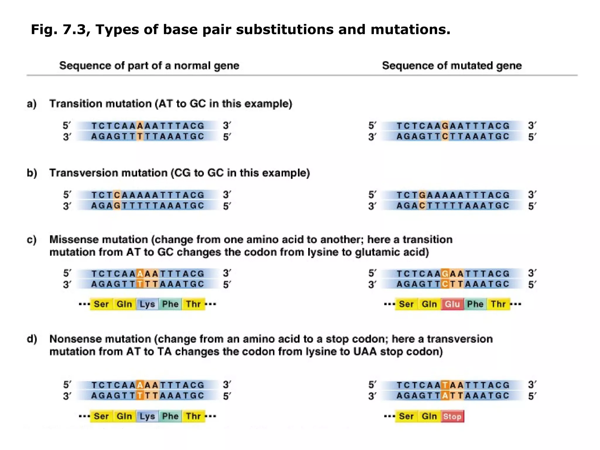 Fig. 7.3, Types of base pair substitutions and mutations.
 