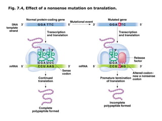 Fig. 7.4, Effect of a nonsense mutation on translation.
 