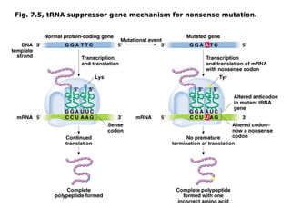 Fig. 7.5, tRNA suppressor gene mechanism for nonsense mutation.
 