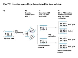 Fig. 7.7, Mutation caused by mismatch wobble base pairing.
 