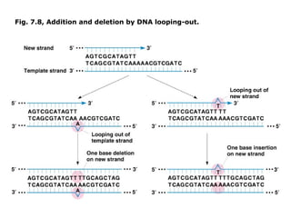 Fig. 7.8, Addition and deletion by DNA looping-out.
 