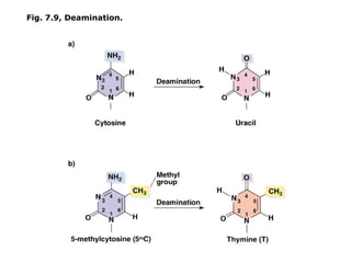 Fig. 7.9, Deamination.
 