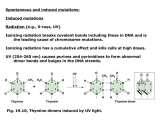 Spontaneous and induced mutations:

Induced mutations

Radiation (e.g., X-rays, UV)

Ionizing radiation breaks covalent bonds including those in DNA and is
    the leading cause of chromosome mutations.

Ionizing radiation has a cumulative effect and kills cells at high doses.

UV (254-260 nm) causes purines and pyrimidines to form abnormal
    dimer bonds and bulges in the DNA strands.




Fig. 19.10, Thymine dimers induced by UV light.
 